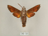 中文名:背帶長喙天蛾(1282-525)學名:Macroglossum mitchelli imperator (Butler, 1875)(1282-525)中文別名:背線長喙天蛾