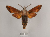 中文名:背帶長喙天蛾(1282-753)學名:Macroglossum mitchelli imperator (Butler, 1875)(1282-753)中文別名:背線長喙天蛾