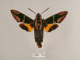 中文名:背帶長喙天蛾(1282-753)學名:Macroglossum mitchelli imperator (Butler, 1875)(1282-753)中文別名:背線長喙天蛾