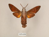 中文名:背帶長喙天蛾(1575-235)學名:Macroglossum mitchelli imperator (Butler, 1875)(1575-235)中文別名:背線長喙天蛾