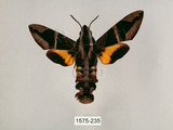 中文名:背帶長喙天蛾(1575-235)學名:Macroglossum mitchelli imperator (Butler, 1875)(1575-235)中文別名:背線長喙天蛾