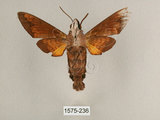 中文名:背帶長喙天蛾(1575-236)學名:Macroglossum mitchelli imperator (Butler, 1875)(1575-236)中文別名:背線長喙天蛾