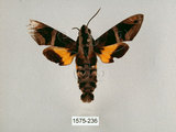 中文名:背帶長喙天蛾(1575-236)學名:Macroglossum mitchelli imperator (Butler, 1875)(1575-236)中文別名:背線長喙天蛾