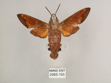 中文名:背帶長喙天蛾(2985-100)學名:Macroglossum mitchelli imperator (Butler, 1875)(2985-100)中文別名:背線長喙天蛾