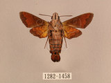 中文名:灰紋長喙天蛾(1282-1458)學名:Macroglossum neotroglodytus Kitching & Cadiou, 2000(1282-1458)中文別名:突帶長喙天蛾