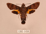 中文名:灰紋長喙天蛾(1282-1458)學名:Macroglossum neotroglodytus Kitching & Cadiou, 2000(1282-1458)中文別名:突帶長喙天蛾