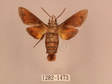 中文名:灰紋長喙天蛾(1282-1473)學名:Macroglossum neotroglodytus Kitching & Cadiou, 2000(1282-1473)中文別名:突帶長喙天蛾