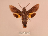 中文名:灰紋長喙天蛾(1282-1473)學名:Macroglossum neotroglodytus Kitching & Cadiou, 2000(1282-1473)中文別名:突帶長喙天蛾