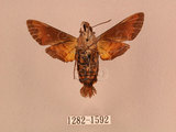 中文名:灰紋長喙天蛾(1282-1592)學名:Macroglossum neotroglodytus Kitching & Cadiou, 2000(1282-1592)中文別名:突帶長喙天蛾