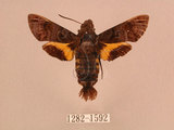 中文名:灰紋長喙天蛾(1282-1592)學名:Macroglossum neotroglodytus Kitching & Cadiou, 2000(1282-1592)中文別名:突帶長喙天蛾