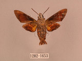 中文名:灰紋長喙天蛾(1282-1653)學名:Macroglossum neotroglodytus Kitching & Cadiou, 2000(1282-1653)中文別名:突帶長喙天蛾