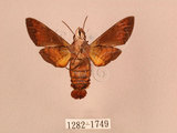 中文名:灰紋長喙天蛾(1282-1749)學名:Macroglossum neotroglodytus Kitching & Cadiou, 2000(1282-1749)中文別名:突帶長喙天蛾