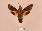 中文名:灰紋長喙天蛾(1282-1749)學名:Macroglossum neotroglodytus Kitching & Cadiou, 2000(1282-1749)中文別名:突帶長喙天蛾