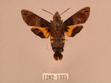 中文名:帶長喙天蛾(1282-1335)學名:Macroglossum poecilum Rothschild & Jordan, 1903(1282-1335)中文別名:叉帶長喙天蛾
