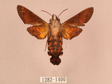 中文名:帶長喙天蛾(1282-1400)學名:Macroglossum poecilum Rothschild & Jordan, 1903(1282-1400)中文別名:叉帶長喙天蛾