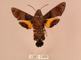 中文名:帶長喙天蛾(1282-1400)學名:Macroglossum poecilum Rothschild & Jordan, 1903(1282-1400)中文別名:叉帶長喙天蛾