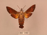 中文名:帶長喙天蛾(1282-1402)學名:Macroglossum poecilum Rothschild & Jordan, 1903(1282-1402)中文別名:叉帶長喙天蛾