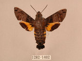 中文名:帶長喙天蛾(1282-1402)學名:Macroglossum poecilum Rothschild & Jordan, 1903(1282-1402)中文別名:叉帶長喙天蛾