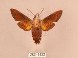 中文名:帶長喙天蛾(1282-1422)學名:Macroglossum poecilum Rothschild & Jordan, 1903(1282-1422)中文別名:叉帶長喙天蛾