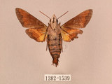中文名:帶長喙天蛾(1282-1539)學名:Macroglossum poecilum Rothschild & Jordan, 1903(1282-1539)中文別名:叉帶長喙天蛾
