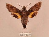 中文名:帶長喙天蛾(1282-1539)學名:Macroglossum poecilum Rothschild & Jordan, 1903(1282-1539)中文別名:叉帶長喙天蛾