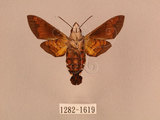 中文名:帶長喙天蛾(1282-1619)學名:Macroglossum poecilum Rothschild & Jordan, 1903(1282-1619)中文別名:叉帶長喙天蛾