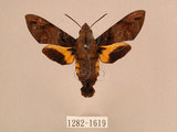 中文名:帶長喙天蛾(1282-1619)學名:Macroglossum poecilum Rothschild & Jordan, 1903(1282-1619)中文別名:叉帶長喙天蛾