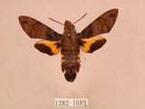 中文名:帶長喙天蛾(1282-1689)學名:Macroglossum poecilum Rothschild & Jordan, 1903(1282-1689)中文別名:叉帶長喙天蛾
