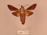 中文名:帶長喙天蛾(1282-1758)學名:Macroglossum poecilum Rothschild & Jordan, 1903(1282-1758)中文別名:叉帶長喙天蛾