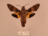 中文名:帶長喙天蛾(1282-1758)學名:Macroglossum poecilum Rothschild & Jordan, 1903(1282-1758)中文別名:叉帶長喙天蛾