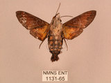 中文名:黃斑長喙天蛾(1131-65)學名:Macroglossum pyrrhosticta Butler, 1875(1131-65)中文別名:黑長喙天蛾