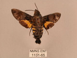 中文名:黃斑長喙天蛾(1131-65)學名:Macroglossum pyrrhosticta Butler, 1875(1131-65)中文別名:黑長喙天蛾