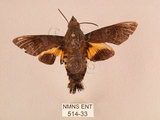 中文名:黃斑長喙天蛾(514-33)學名:Macroglossum pyrrhosticta Butler, 1875(514-33)中文別名:黑長喙天蛾