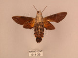 中文名:黃斑長喙天蛾(514-39)學名:Macroglossum pyrrhosticta Butler, 1875(514-39)中文別名:黑長喙天蛾