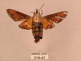 中文名:黃斑長喙天蛾(514-42)學名:Macroglossum pyrrhosticta Butler, 1875(514-42)中文別名:黑長喙天蛾