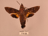 中文名:黃斑長喙天蛾(774-96)學名:Macroglossum pyrrhosticta Butler, 1875(774-96)中文別名:黑長喙天蛾