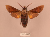 中文名:北京長喙天蛾(1282-1472)學名:Macroglossum saga (Butler, 1878)(1282-1472)中文別名:波斑長喙天蛾