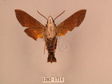 中文名:北京長喙天蛾(1282-1714)學名:Macroglossum saga (Butler, 1878)(1282-1714)中文別名:波斑長喙天蛾