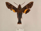 中文名:北京長喙天蛾(1282-1714)學名:Macroglossum saga (Butler, 1878)(1282-1714)中文別名:波斑長喙天蛾