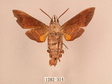 中文名:北京長喙天蛾(1282-314)學名:Macroglossum saga (Butler, 1878)(1282-314)中文別名:波斑長喙天蛾