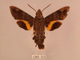 中文名:北京長喙天蛾(1282-314)學名:Macroglossum saga (Butler, 1878)(1282-314)中文別名:波斑長喙天蛾