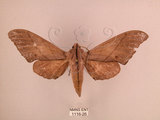 中文名:直翅六點天蛾(1116-26)學名:Marumba cristata bukaiana Clark, 1937(1116-26)中文別名:楠六點天蛾