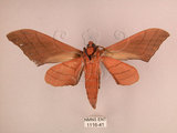 中文名:直翅六點天蛾(1116-41)學名:Marumba cristata bukaiana Clark, 1937(1116-41)中文別名:楠六點天蛾