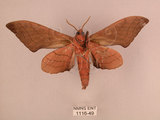 中文名:直翅六點天蛾(1116-49)學名:Marumba cristata bukaiana Clark, 1937(1116-49)中文別名:楠六點天蛾