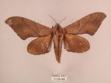 中文名:直翅六點天蛾(1116-49)學名:Marumba cristata bukaiana Clark, 1937(1116-49)中文別名:楠六點天蛾