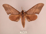中文名:直翅六點天蛾(1119-12)學名:Marumba cristata bukaiana Clark, 1937(1119-12)中文別名:楠六點天蛾