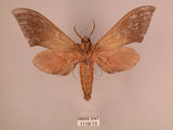 中文名:直翅六點天蛾(1119-13)學名:Marumba cristata bukaiana Clark, 1937(1119-13)中文別名:楠六點天蛾
