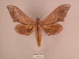中文名:直翅六點天蛾(1119-13)學名:Marumba cristata bukaiana Clark, 1937(1119-13)中文別名:楠六點天蛾