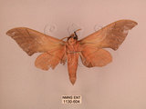 中文名:直翅六點天蛾(1130-604)學名:Marumba cristata bukaiana Clark, 1937(1130-604)中文別名:楠六點天蛾