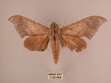 中文名:直翅六點天蛾(1130-604)學名:Marumba cristata bukaiana Clark, 1937(1130-604)中文別名:楠六點天蛾